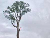 BRM Tree Services image 1